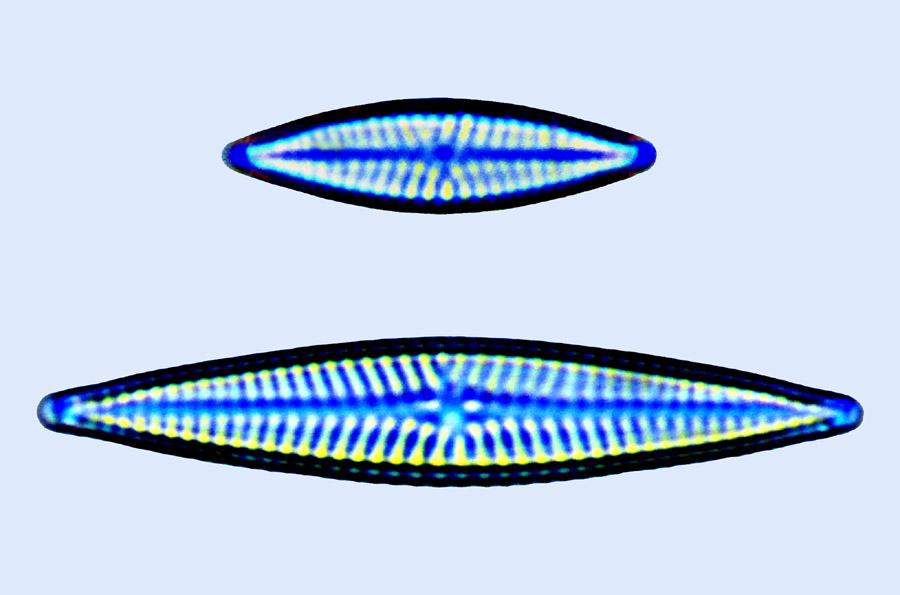 Navicula radiosa var; tenella