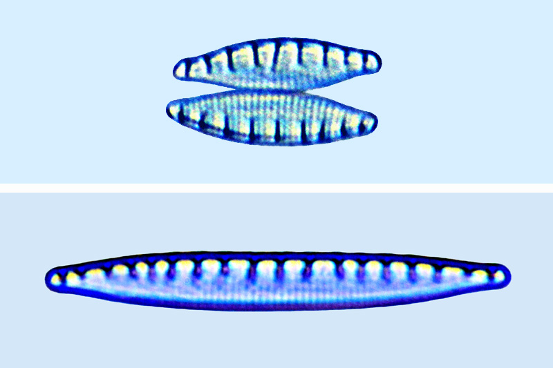 Nitzschia denticula