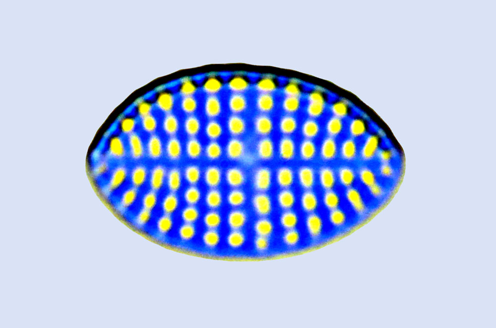 Cocconeis disculus