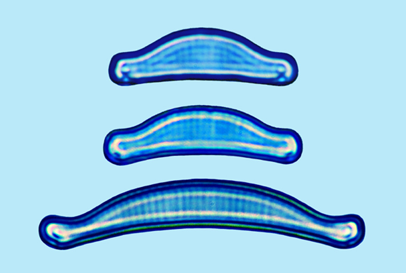 eaudouce eunotia exigua