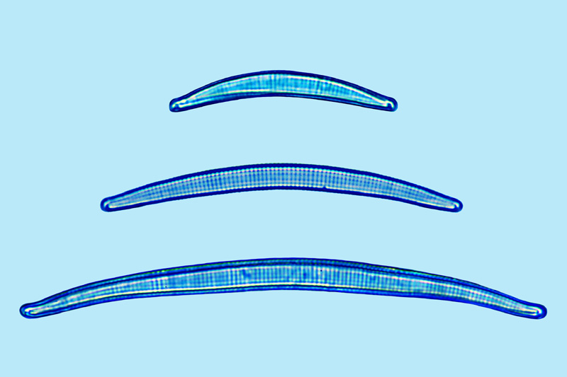 eaudouce eunotia lunaris