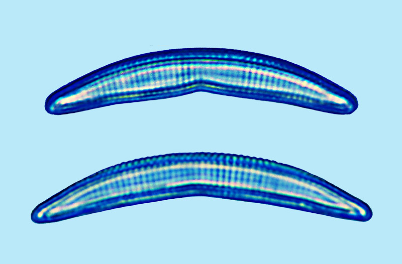 eaudouce eunotia lunaris