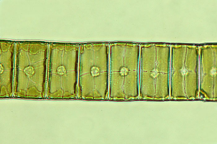 eaudouce eunotia pectinalis