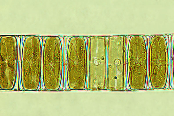 eunotia pectinalis