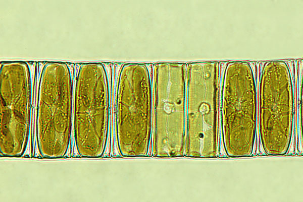 eaudouce eunotia pectinalis