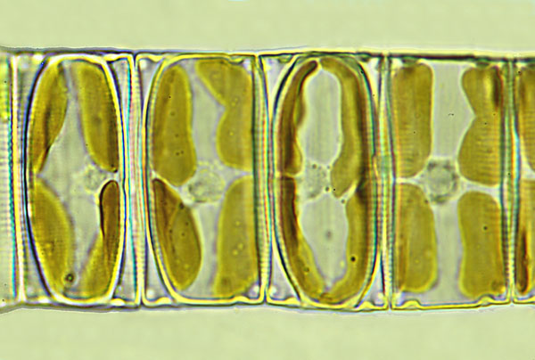 eaudouce eunotia pectinalis