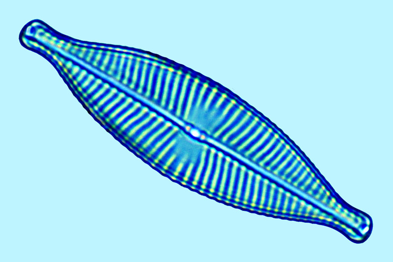 eaudouce navicula rhynchocephala
