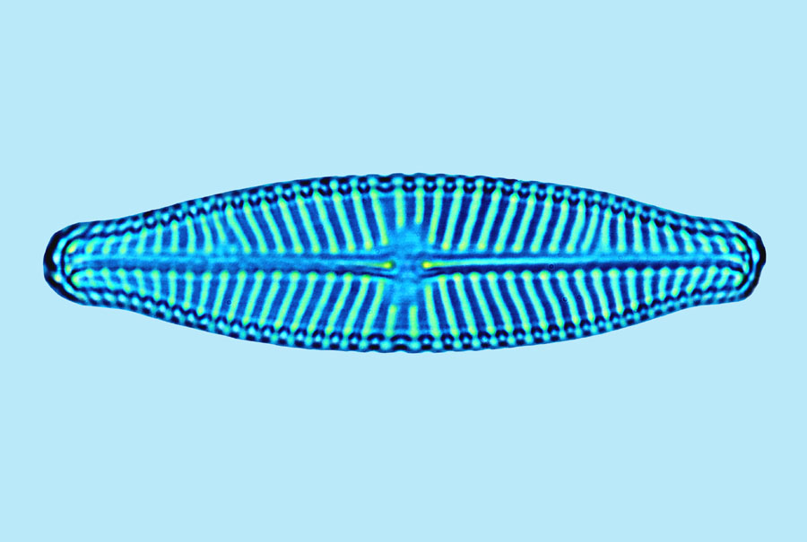 navicula slesvicensis