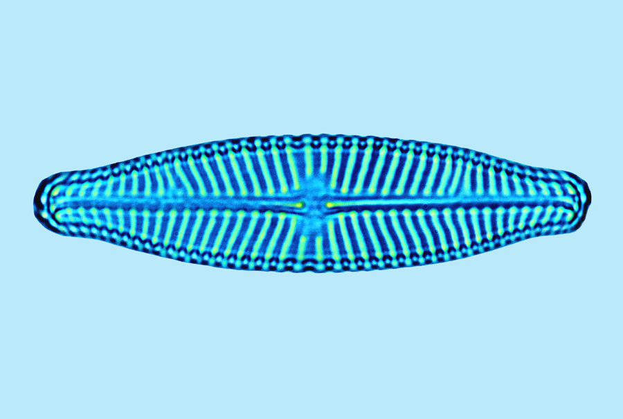eaudouce navicula slesvicensis