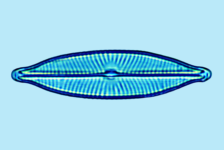 eaudouce navicula trivialis
