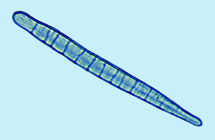 eaudouce meridion circulare