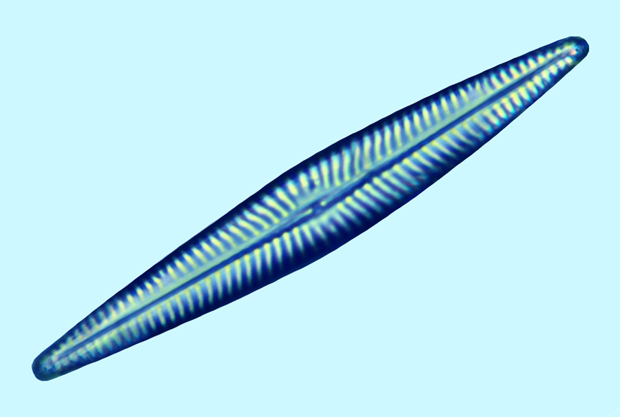 eaudouce navicula pseudolanceolata