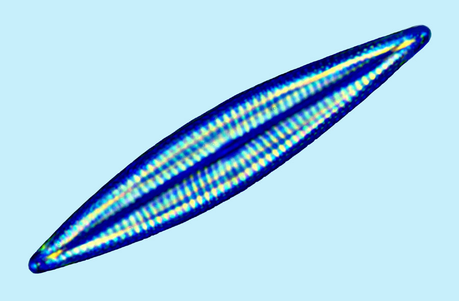 eaudouce navicula sp