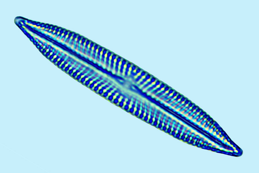 eaudouce navicula sp.