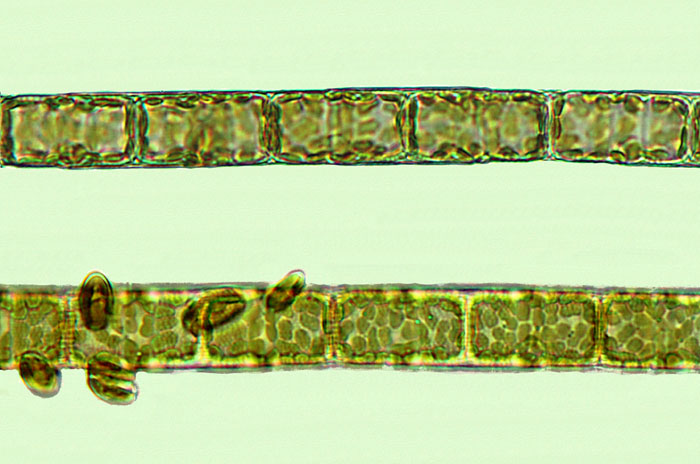 Aulacosira granulata