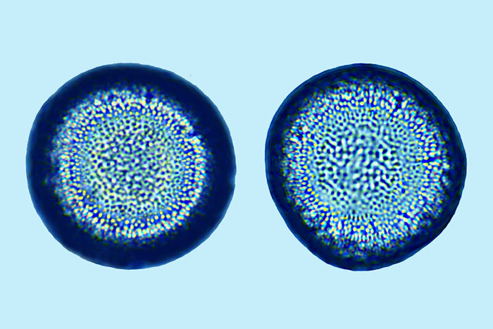 Coscinodiscus lacutris