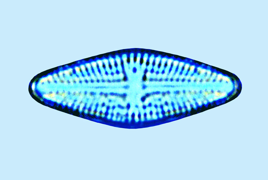 eaudouce navicula gracilis