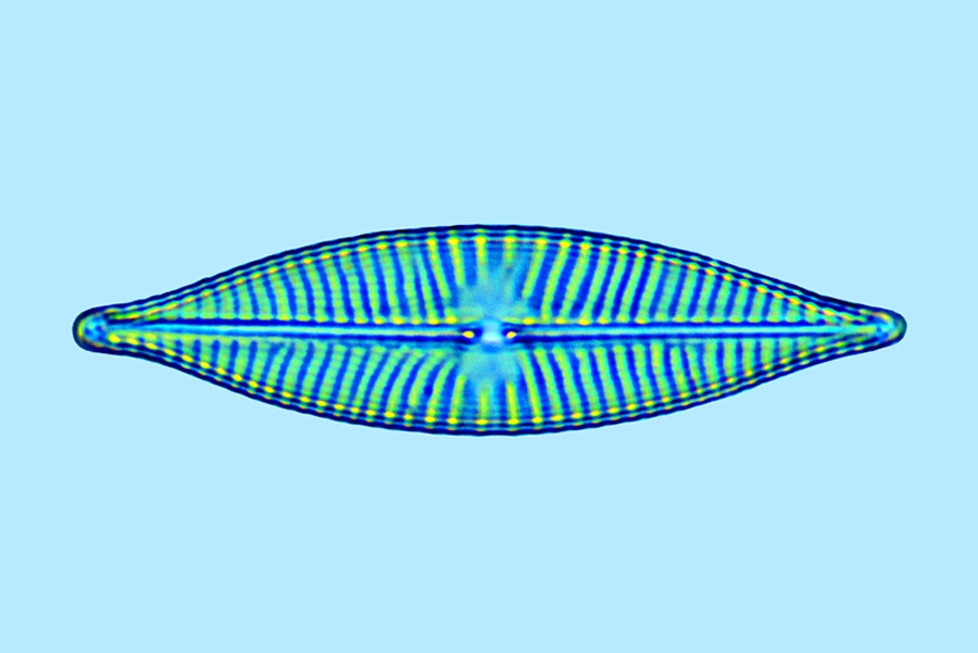 eaudouce navicula rhynchocephala