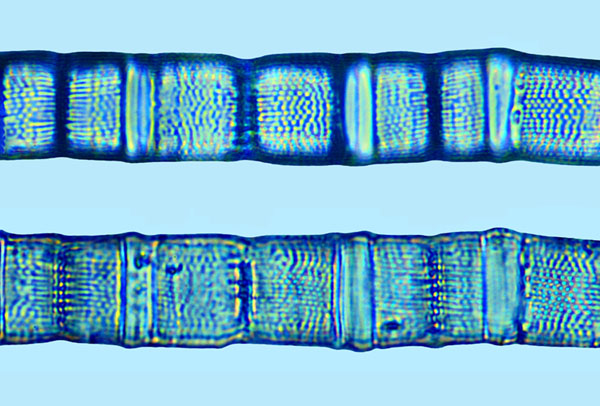 Aulacosira granulata