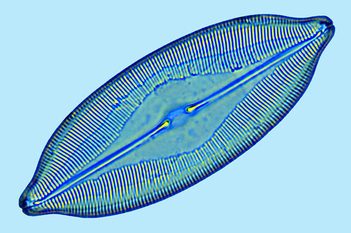 anomoeoneis salina