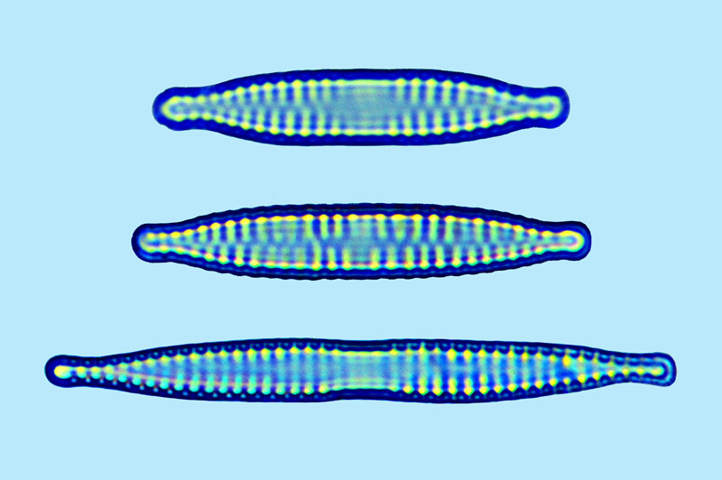 Fragilaria intermedia
