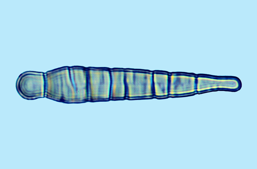 meridion circulare