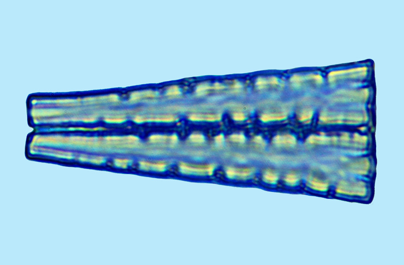 eaudouce meridion circulare