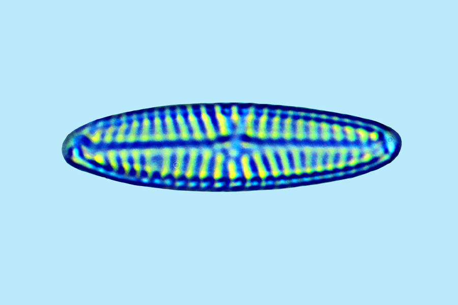 eaudouce navicula cincta