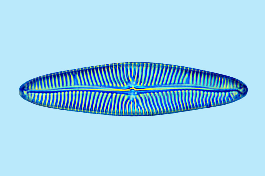 eaudouce navicula digitoradiata