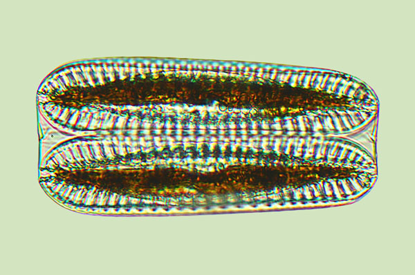 surirella celtica