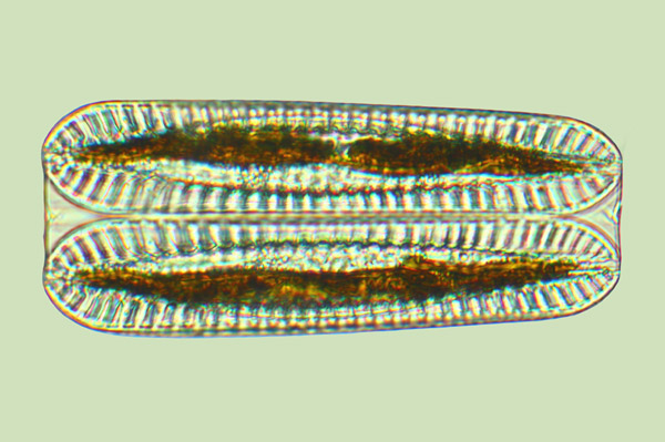 surirella celtica