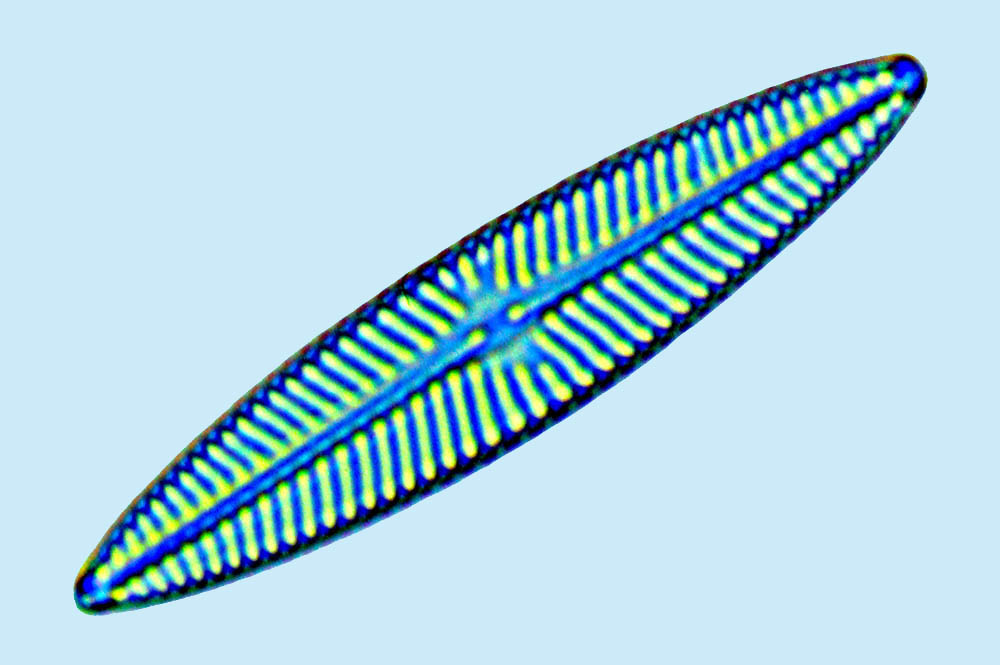 eaudouce navicula cincta