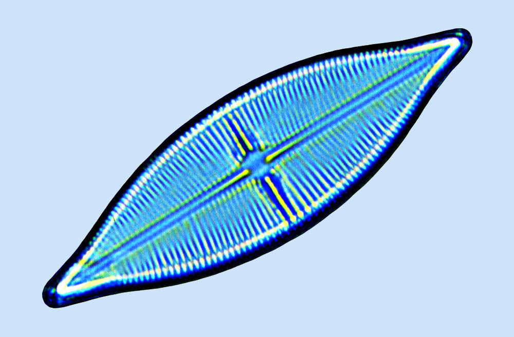 eaudouce navicula crucicula