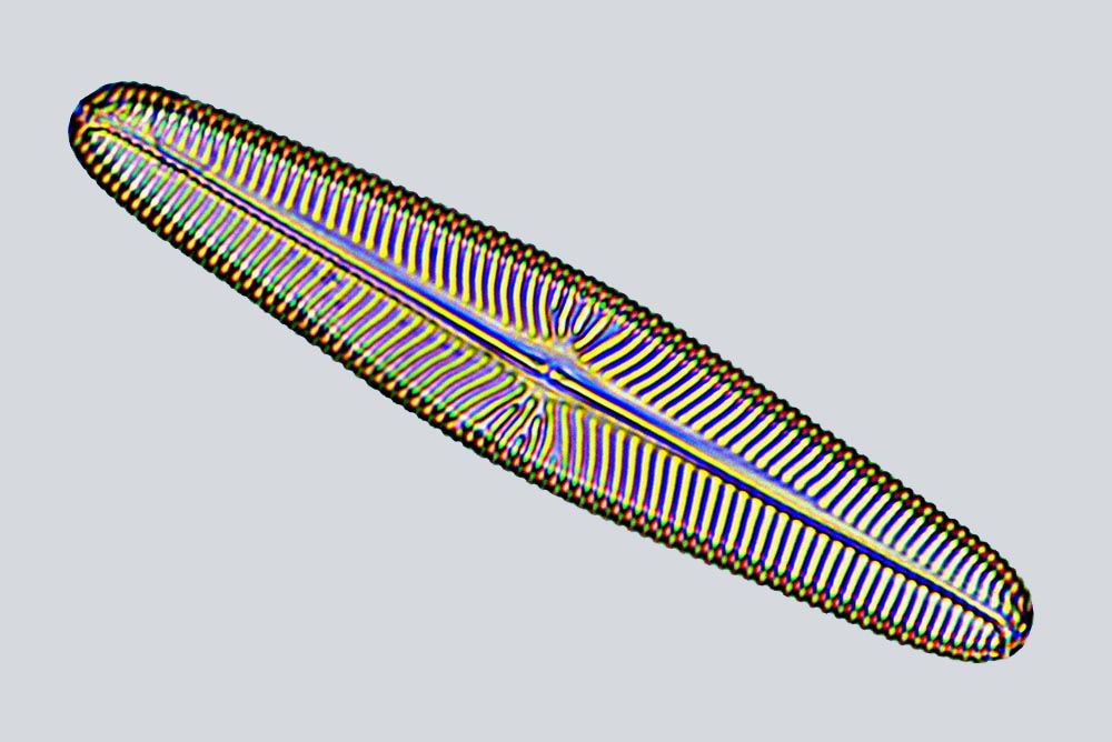 eaudouce navicula digitoradiata
