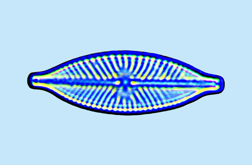 eaudouce navicula gastrum