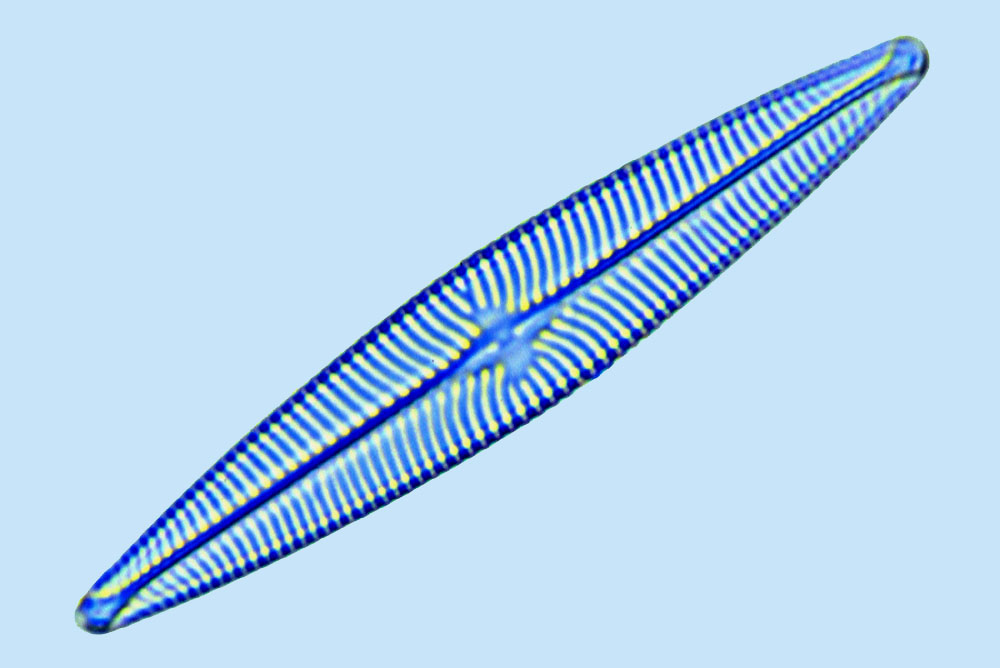 eaudouce navicula globulifera