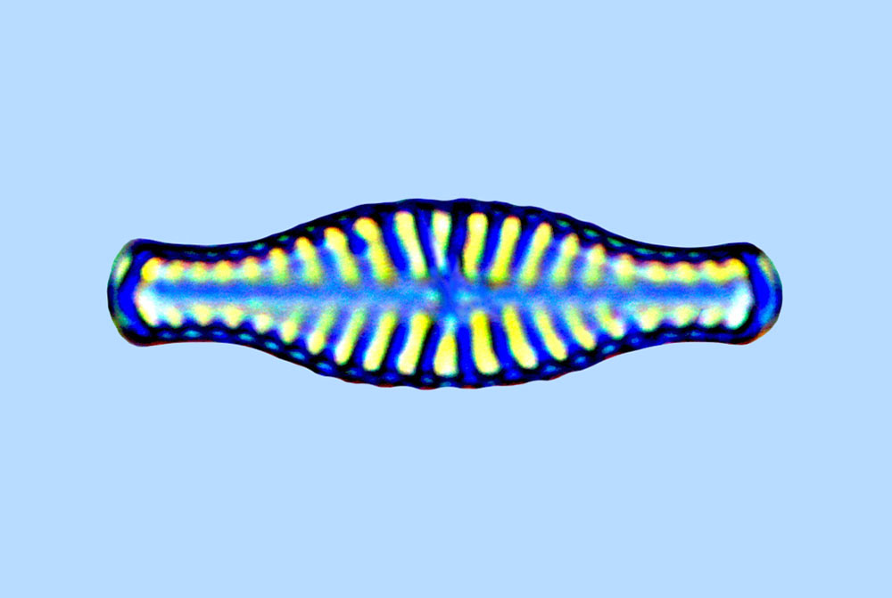 eaudouce navicula hungarica