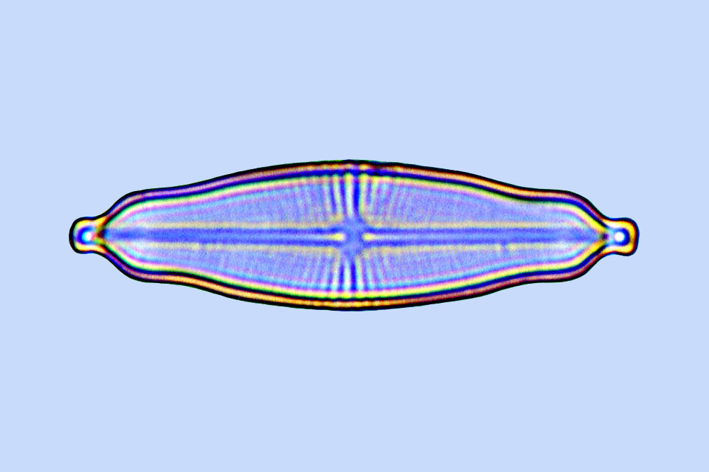 eaudouce navicula integra
