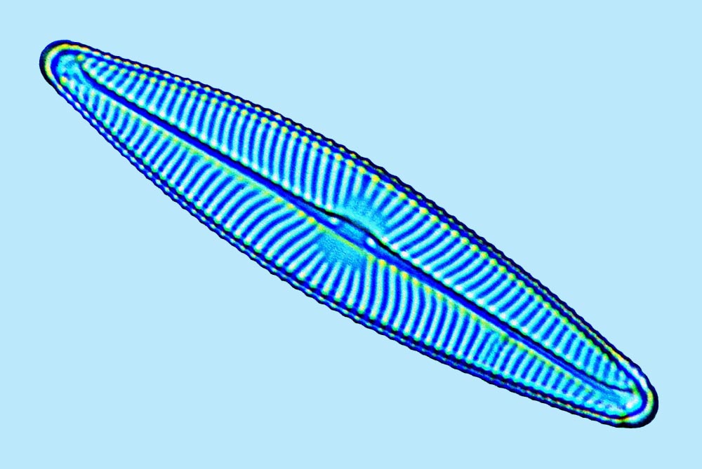eaudouce navicula lanceolata