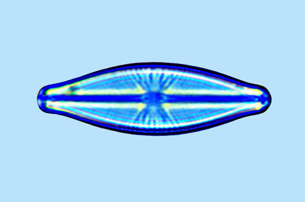 eaudouce navicula nyassensis