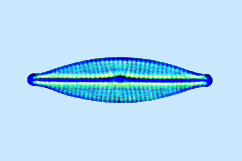 eaudouce navicula phyllepta