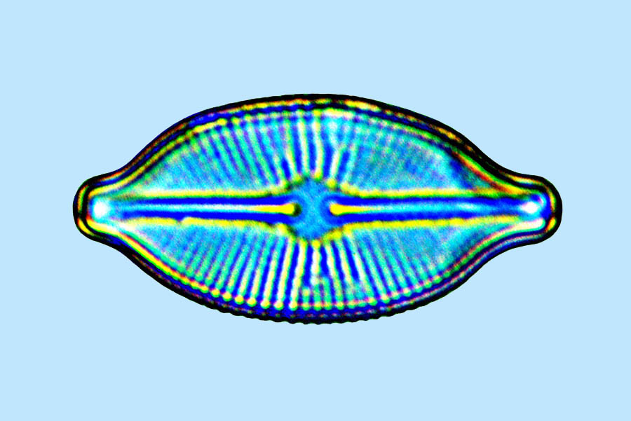 navicula pusilla