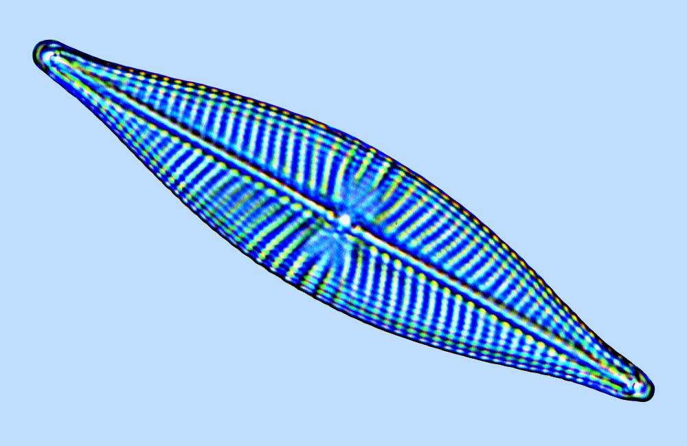 eaudouce navicula rhynchocephala