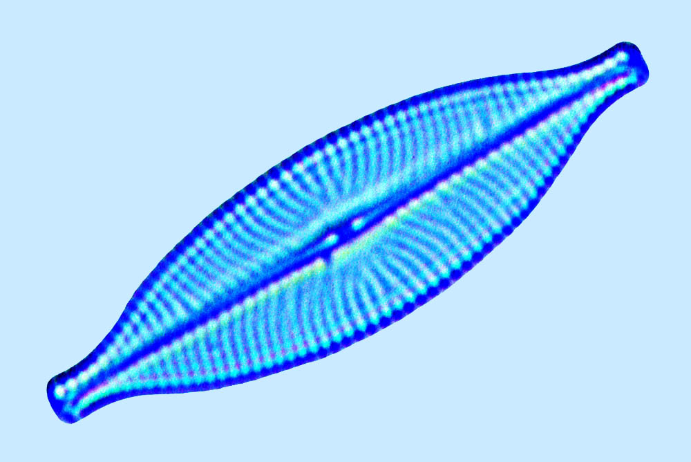 eaudouce navicula salinarum