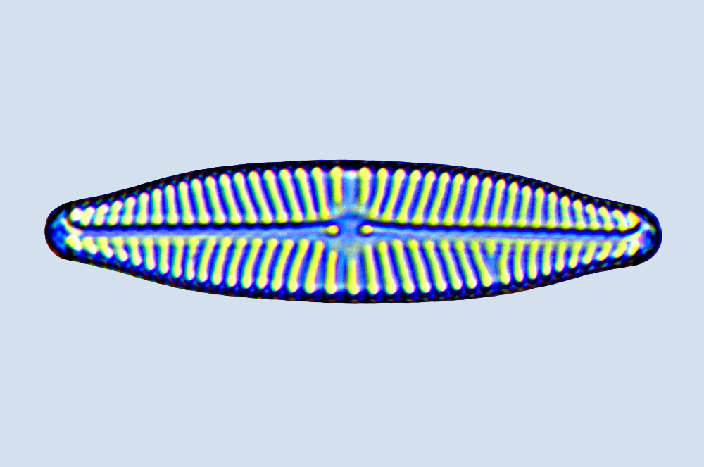 navicula slesvicensis