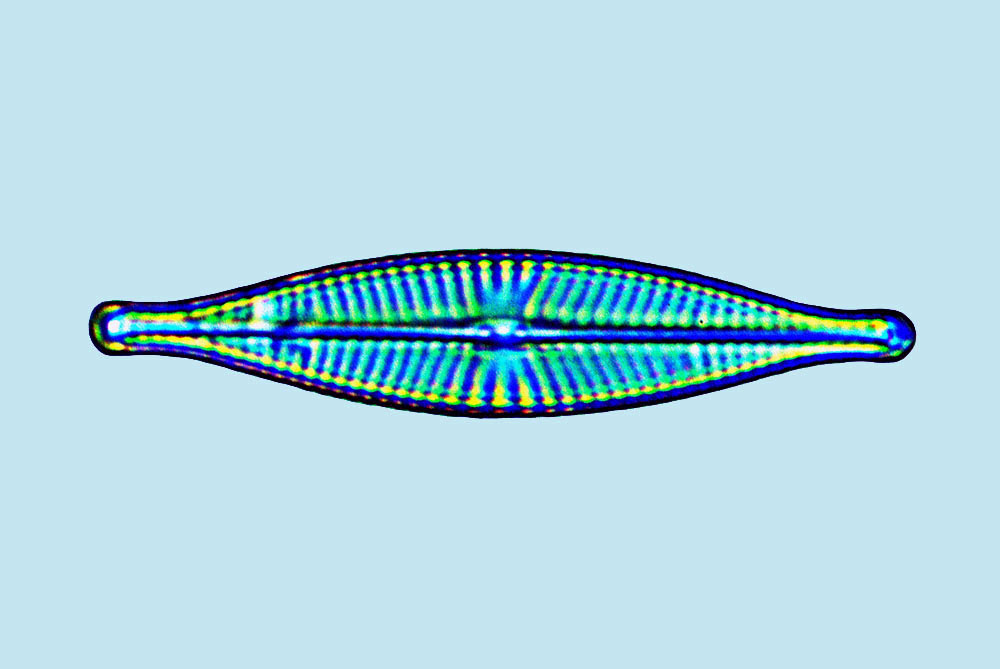 eaudouce navicula subrhynchocephala