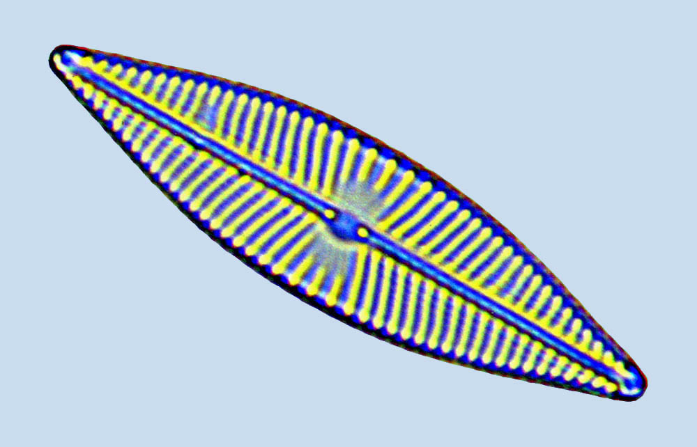 eaudouce navicula trivialis