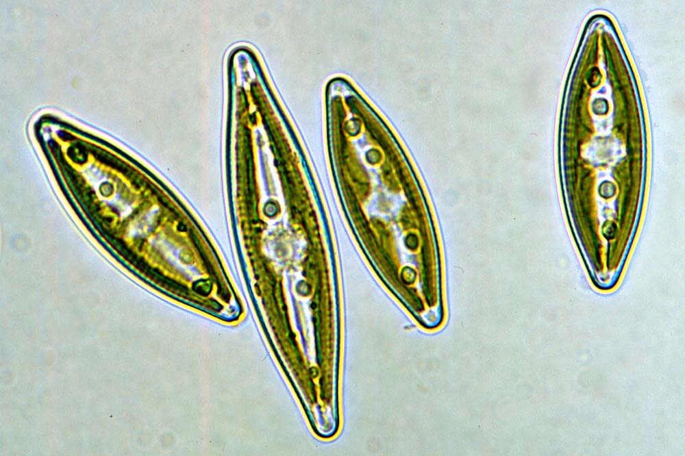 eaudouce navicula vivant