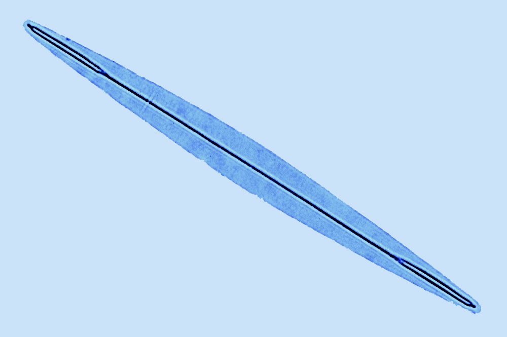 Amphipleura
