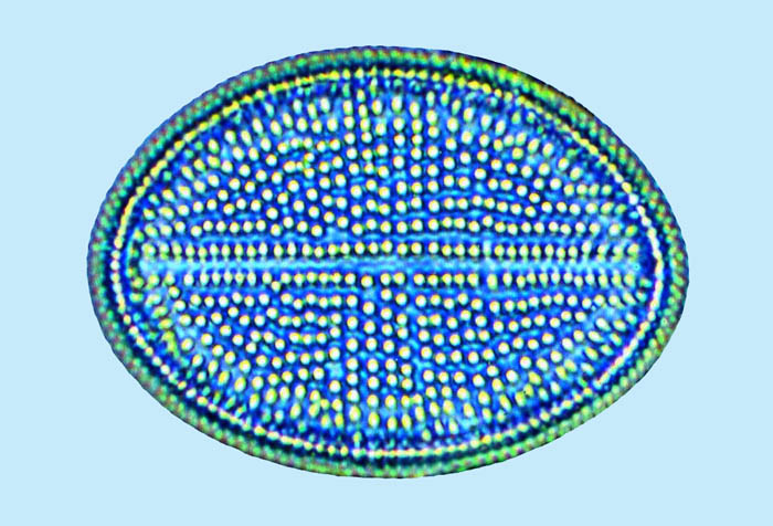cocconeis epivalve